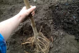 Voćke se sade i zimi ali ne baš uvijek