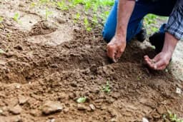 BLIŽI SE SJETVA - Ovo morate uraditi sa sjemenom da biste imali visoke prinose