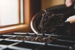 Spravljanje smješa za ožiljavanje, sjetvu i njegu usjeva