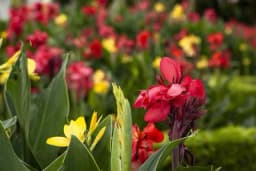 Lukovice cvijeća se sade u jesen