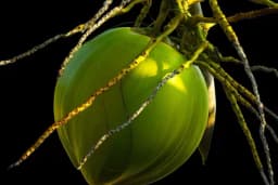 Uzgoj kokosa u kućnim uslovima