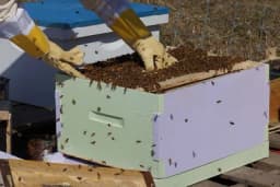 Kojim tipom košnice da pčelarimo?