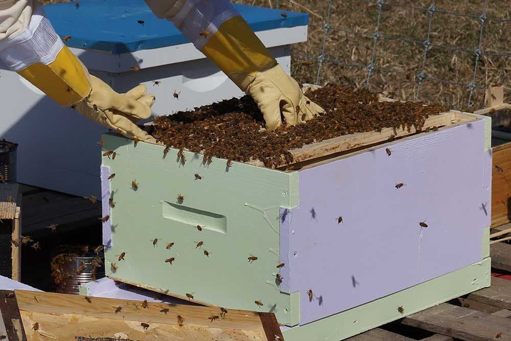 košnica sa pčelama