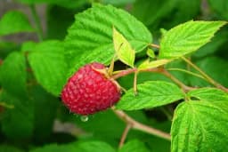 Razmjeravanje površine i obilježavanje mjesta za sadnju maline