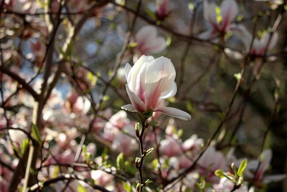 magnolija