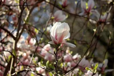 Divite se magnoliji? Evo koja je tajna uspješnog uzgoja i rasta