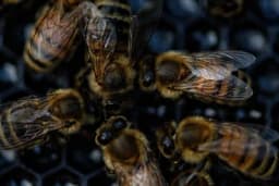 Opasna bolest pčela, može biti kobna za društvo
