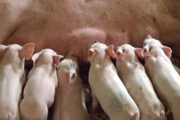 Prihrana prasadi u dojnom periodu - Kad i kako je započeti?