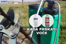 Kada prskati sa plavim/crvenim uljem - PRIJE ILI POSLIJE OREZIVANJA