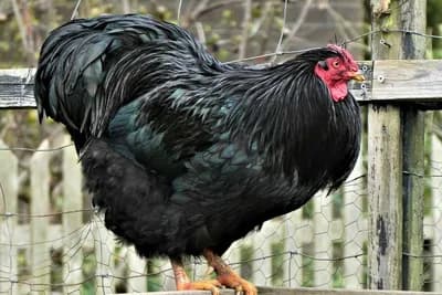 Australorp kokoška - Nosi jaja tokom cijele godine, ima sočno meso i otporna je na bolesti