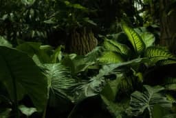 Biljke brže rastu ako se sa njima priča