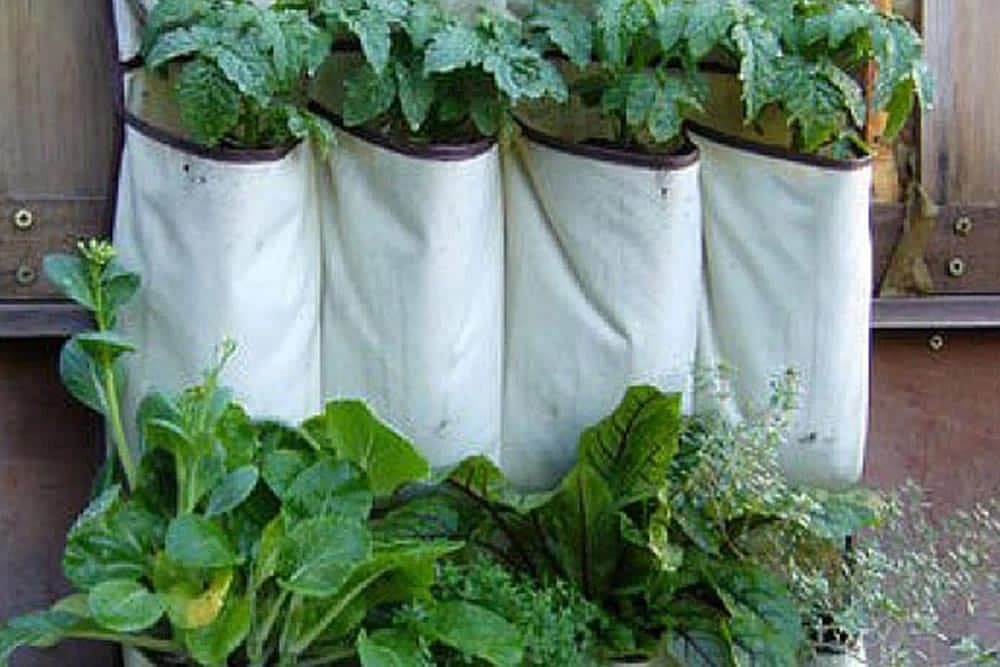 vertikalno zasadite biljke