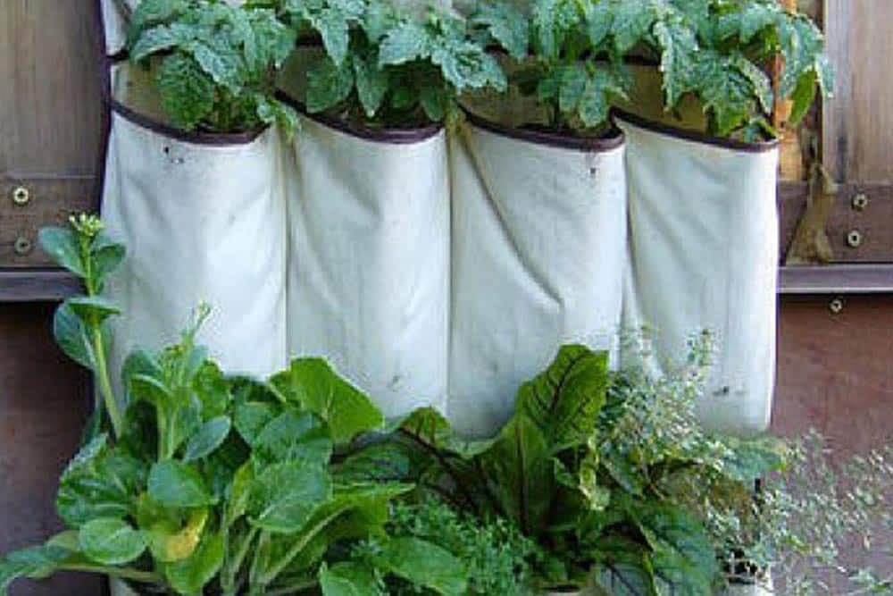 vertikalno zasadite biljke