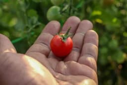 Uzgajajte organsko povrće i druge namirnice u stanu