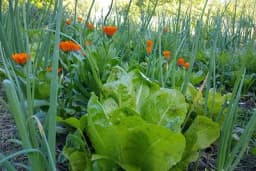 Mješovita sadnja povrća, cvijeća i ljekovitog bilja u organskom vrtu