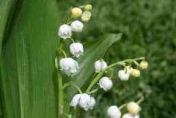 Đurđevak - Načini sadnje