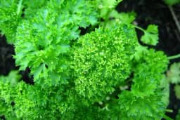 Francuski ili kovrdžavi peršun