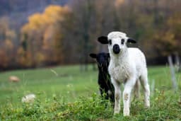 Hladnoća i vlaga najveća opasnost za jagnjad