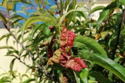 Ekološko tretiranje protiv kovrdžavosti lista breskve