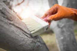 Kada ponovo zabijeliti (okrečiti) stabla? Ne propustite pravi trenutak!