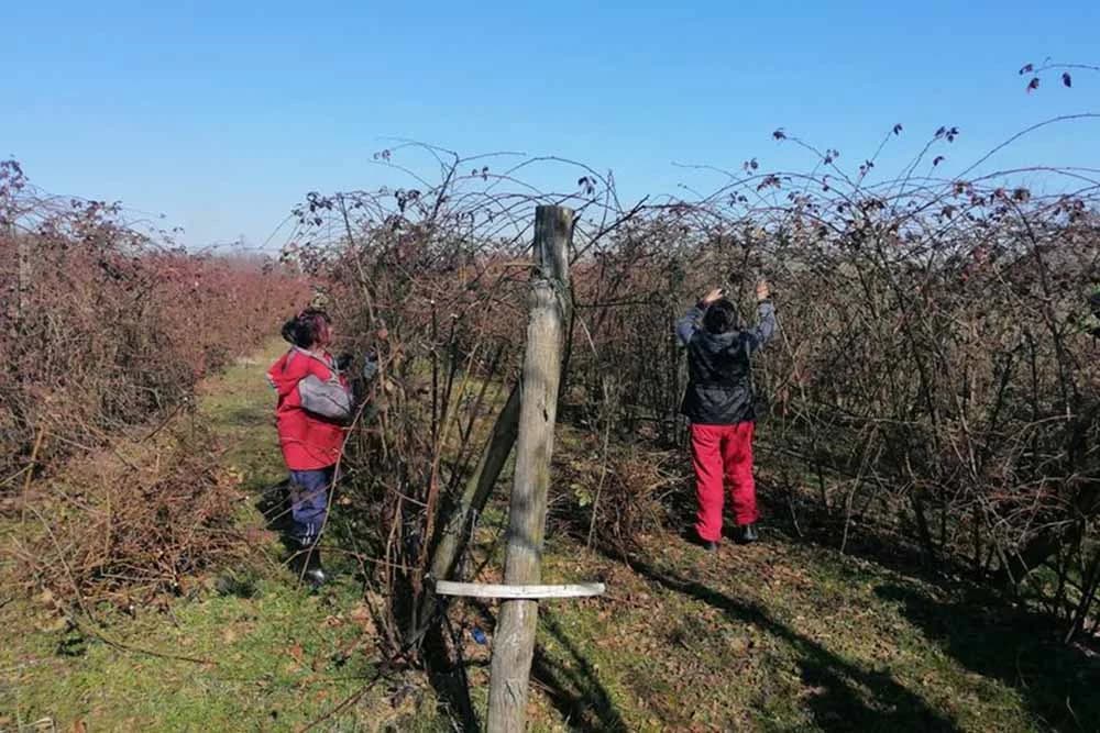 Kako i zašto se orezuju maline i kupine?