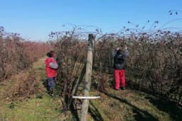 Kako i zašto se orezuju maline i kupine?