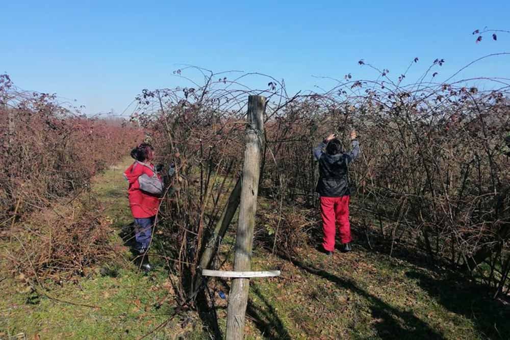 Kako i zašto se orezuju maline i kupine?