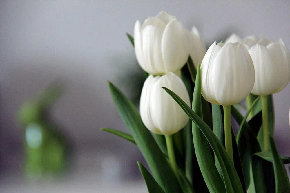 lale tulipani