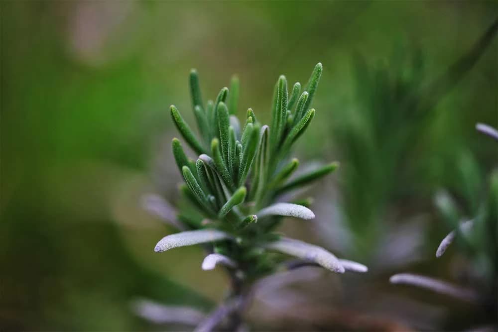 lavanda