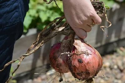Ne prebira se samo pasulj: Pažljivo s crnim lukom