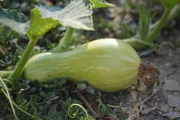 Kako uspješno uzgojiti muškatnu tikvu