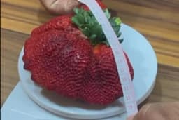 Jagoda od 300 grama oborila Ginisov rekord - Evo i koja je sorta u pitanju