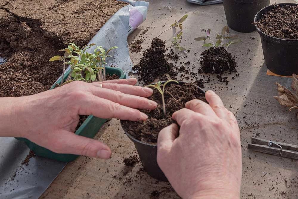 KAKO PRAVILNO PRESADITI SOBNE BILJKE ZA SAMO 15 MINUTA: 6 ključnih koraka!