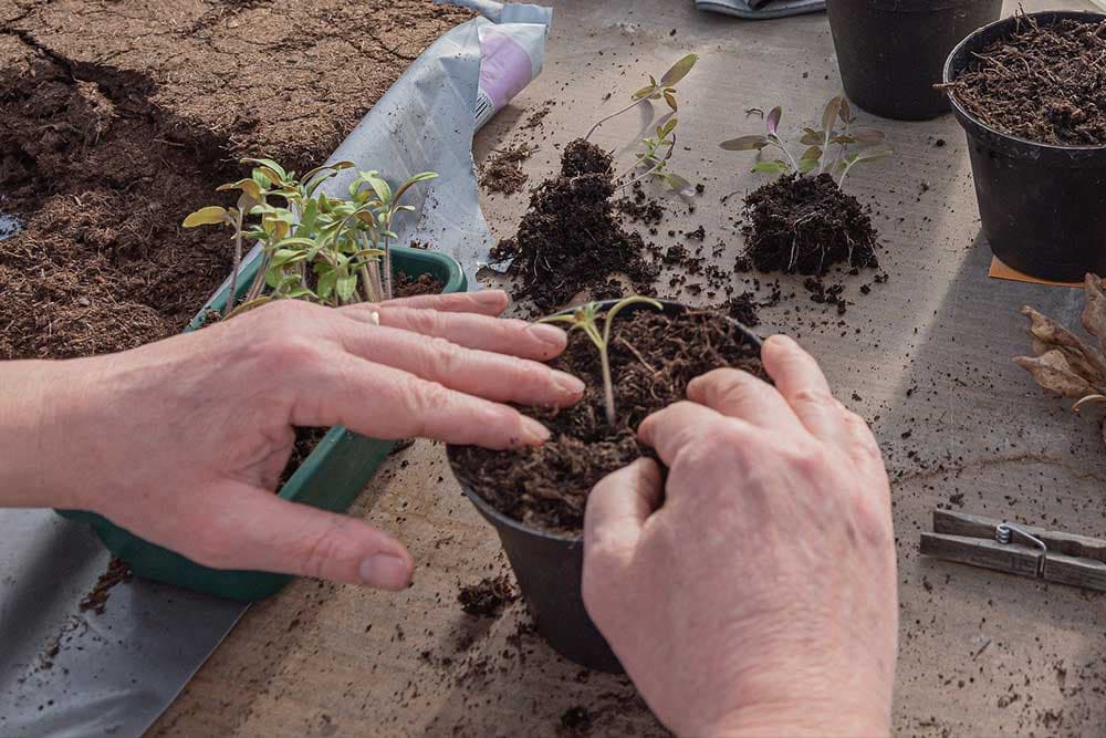 KAKO PRAVILNO PRESADITI SOBNE BILJKE ZA SAMO 15 MINUTA: 6 ključnih koraka!