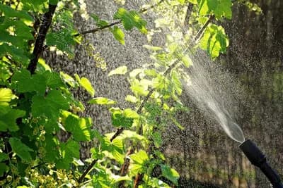 Prirodne alternative za pesticide koje su zaista djelotvorne