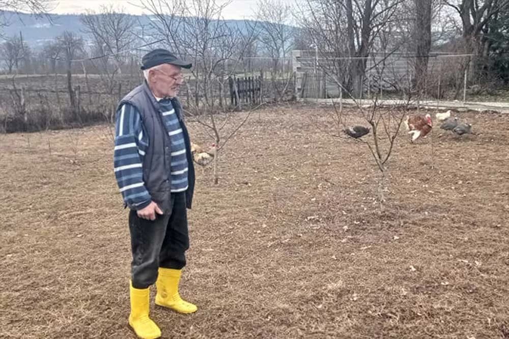 psi poklali živinu