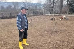 Psi lutalice poklali živinu