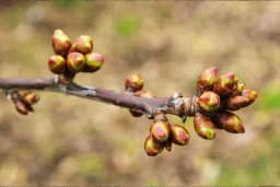 Analiza rodnih pupoljaka prije rezidbe voćaka