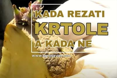Sve o sadnji rezanih krtola - OBAVEZNO SE PRIDRŽAVATI OVIH PRAVILA!