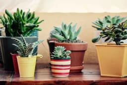 Koliko je bitan odabir saksije za uspješan uzgoj sobnog bilja