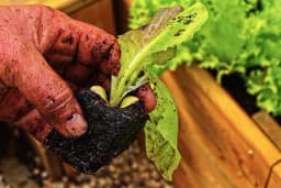 Idealan je trenutak za sadnju ovih šest biljaka, čak i ako ste totalni početnik