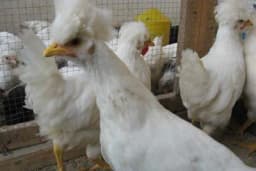 Somborska kaporka ističe se dobrom nosivošću, lako se raskvocava i izvodi piliće