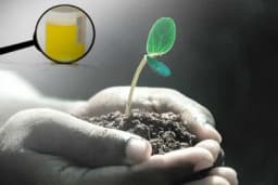 Može li ljudski urin da bude "tečno zlato" za biljke