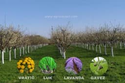 Šta posaditi u voćnjaku za bolji prinos