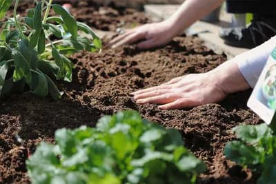 ČEST RAZLOG ZAŠTO BILJKE U BAŠTI NE NIČU ILI SE OSUŠE