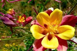 Cvijet koji se samo jednom sije