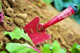 Alkohol i sirće u borbi protiv korova