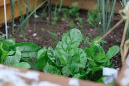 Lista biljaka za proljetnu sadnju koje su super izbor i za početnike