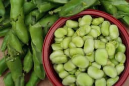 Posadite bob u masliniku – nahranit će masline i vas