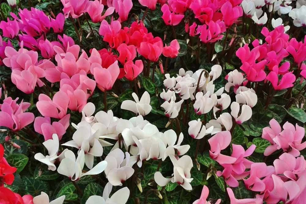 ciklame
